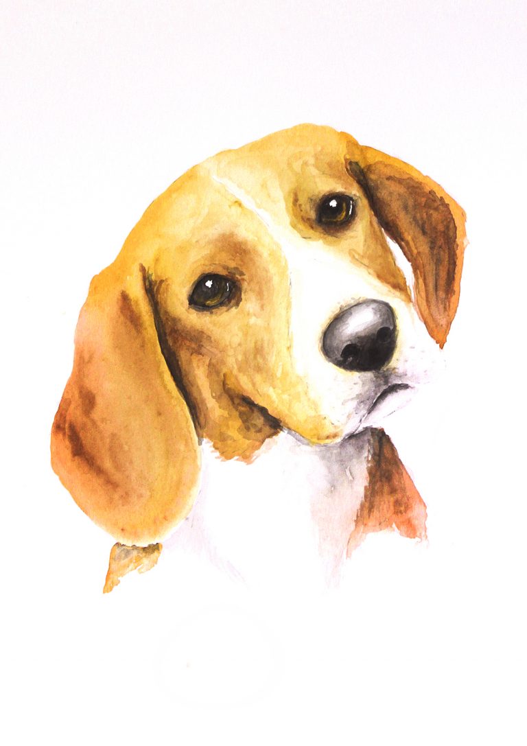 Beagle, retrato de cachorro em aquarela